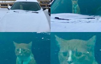 Коты, которые не любят снег (29 фото)