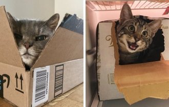 Они созданы друг для друга: коты и коробки (17 фото)