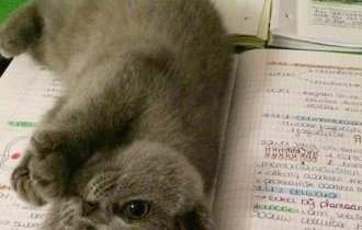 Коты, наглости у которых ещё стоит поучиться (25 фото)