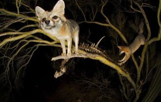 Gray fox: what are these strange monkey dogs? (8 photos)