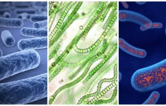 3 types of bacteria without which humans cannot exist (9 photos)