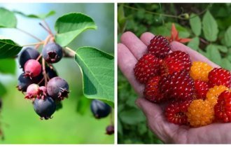 Non-standard and rather rare berries (8 photos)