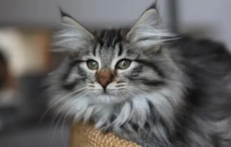 Норвежская лесная кошка (7 фото)