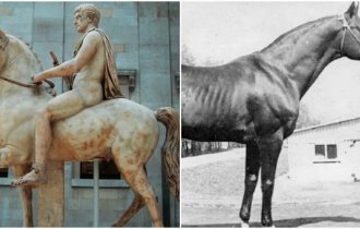 The most famous horses (9 photos)