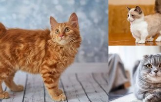 Мутанты среди нас: необычные пород кошек (19 фото)