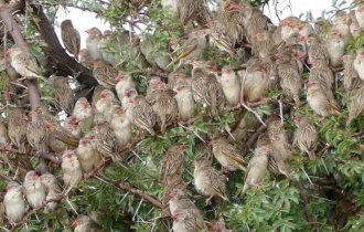 Birds that are like locusts destroying farm crops (8 photos)