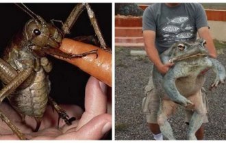 20 representatives of flora and fauna that are so huge that it’s hard to believe (22 photos)