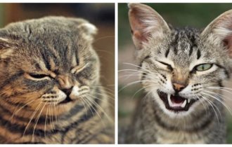 Сморщенные, но милые моси (22 фото)