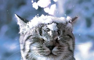 Кошки зимой (20 фото)
