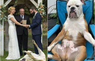 Dogs that know exactly how to enjoy life (16 photos)