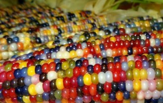 Разноцветная кукуруза (27 фото)
