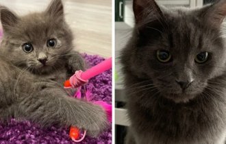 15 kittens who, in gratitude to their owners, grew up and turned into noble cats (16 photos)