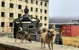 Братья наши меньшие: фотозарисовки с уличными собаками (40 фото)