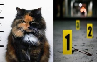 Топ 10 преступления животных (11 фото + 1 видео)