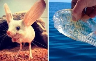 25 странных, забавных и причудливых существ, живущих на Земле (26 фото)