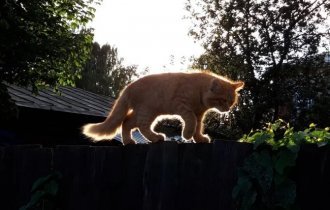 Уличные котики со всего мира (30 фото)