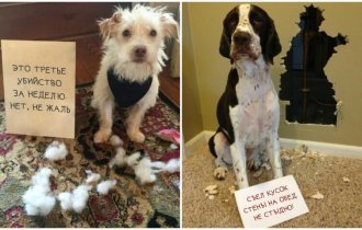 Забавный календарь с виноватыми собаками, которых поймали на месте преступления (21 фото)