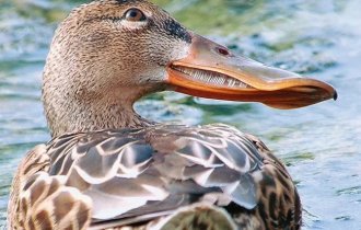 Shoveler: duck with an unusual beak (6 photos)