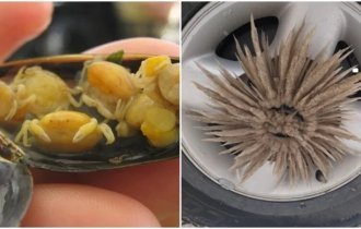20+ photos of strange things that you don’t see every day (29 photos)