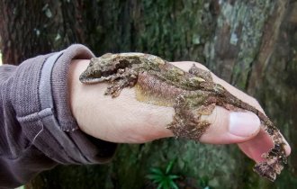 Lobe-tailed gecko: covered in wrinkles and folds (10 photos)