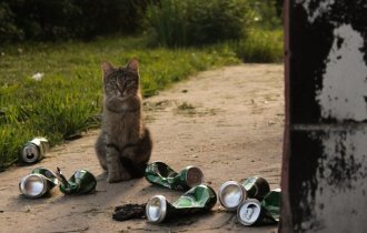 Очень колоритные уличные коты (31 фото)