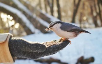 How to properly feed birds in winter? (7 photos)