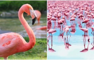 Interesting facts about flamingos (10 photos)