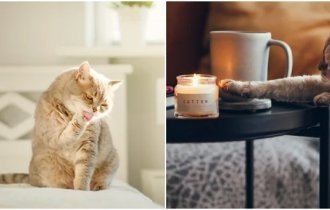 Почему коты обожают сбрасывать предметы (4 фото)