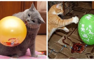 Реакция котиков на воздушные шары (23 фото + 1 видео)