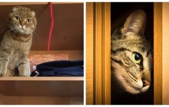 Wardrobe and its inhabitants (25 photos)