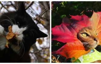 Autumn cats (21 photos)