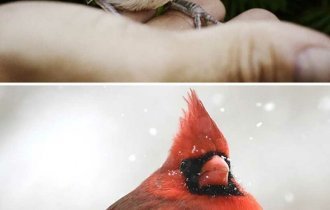Гадкий утенок: как выглядят детеныши разных птиц (20 фото)