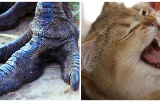 10 любопытных фактов о животных, которые удивили бы даже Дарвина (11 фото)