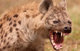10 amazing facts about the spotted hyena (11 photos)