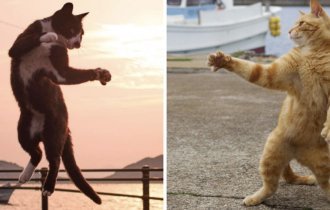Уличные коты осваивают мастерство кунг-фу (20 фото)