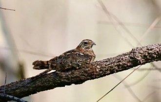 Вымпеловый козодой: Превращение в «фею». Перья птицы внезапно удлиняются на 50 см! (7 фото)