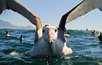 Странствующий альбатрос: Кругосветка за месяц. Как не уставать при регулярных перелётах на 21.000 км? (11 фото)