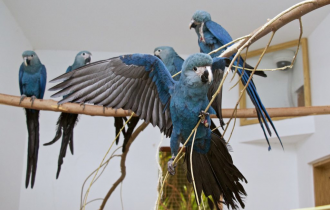 Голубой ара: Уничтожен человеком, но может спастись только благодаря ему. Как живёт птица из мультика «Рио»? (7 фото)