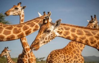 Животные (27 фото)