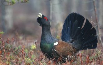 Почему глухаря так назвали, хотя он прекрасно слышит (4 фото)