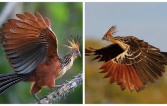 Гоацин: бурёнка мира пернатых (8 фото + 2 видео)