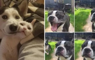 15 фотографий,  которые доказывают, что животные - это те же люди,  только в шубах (15 фото + 1 видео)