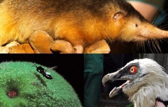 Пять удивительных животных с уникальными способностями (5 фото + 1 видео)
