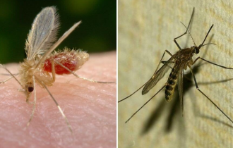 Москиты и комары: Совершенно разные насекомые, и опасность представляют разную. В чем отличия? (6 фото)