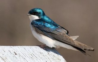 Воронок:  Деловой стиль, любовь к «фастфуду», жизнь на лету. Почему  городская ласточка так похожа на офисный планктон? (8 фото)