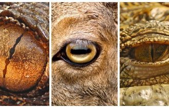 7 типов зрачков у животных: какими удивительными способностями они наделяют своих хозяев? (8 фото)