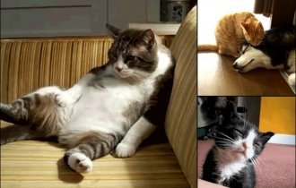 Лень, драма и снова лень в 20 "гифках" с котиками, идеально описывающими жизнь (1 фото + 20 гиф)