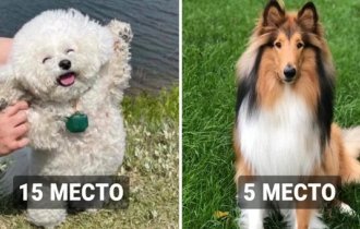 16 dog breeds that are the most good-natured according to scientists (17 photos)