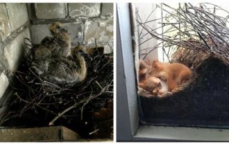 Неожиданные соседи в обычных домах (19 фото)