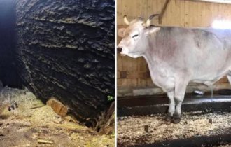 17 giants whose size can truly amaze (18 photos)